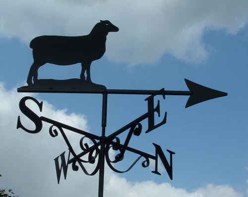 Lleyn Sheep