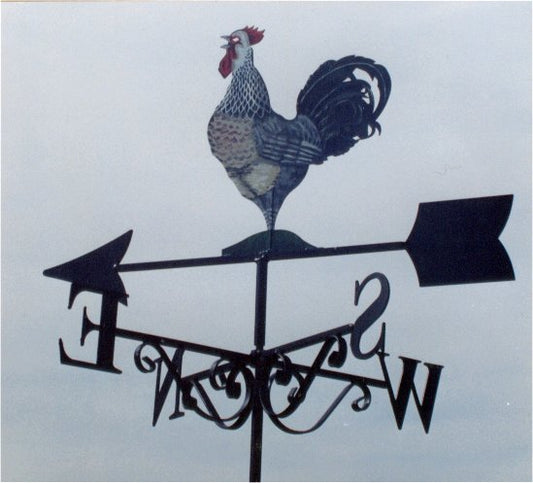 Cockerel Artist Painted (3)