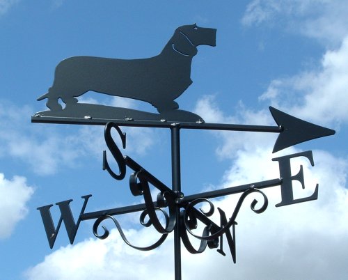 Dachshund Wire Haired