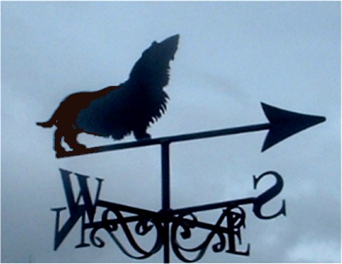 Dachshund Long Haired