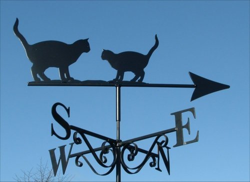 Tiddles and Kitten