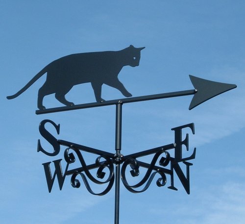Ben the Cat