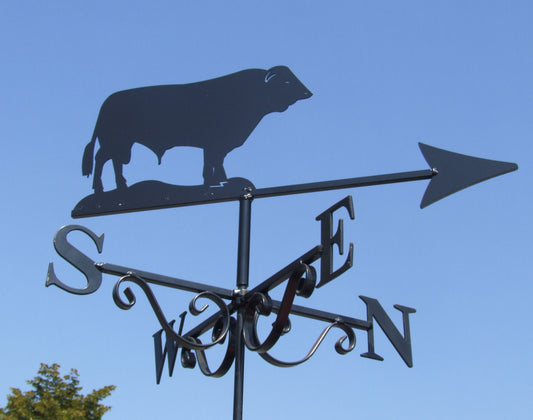 Simmental Bull