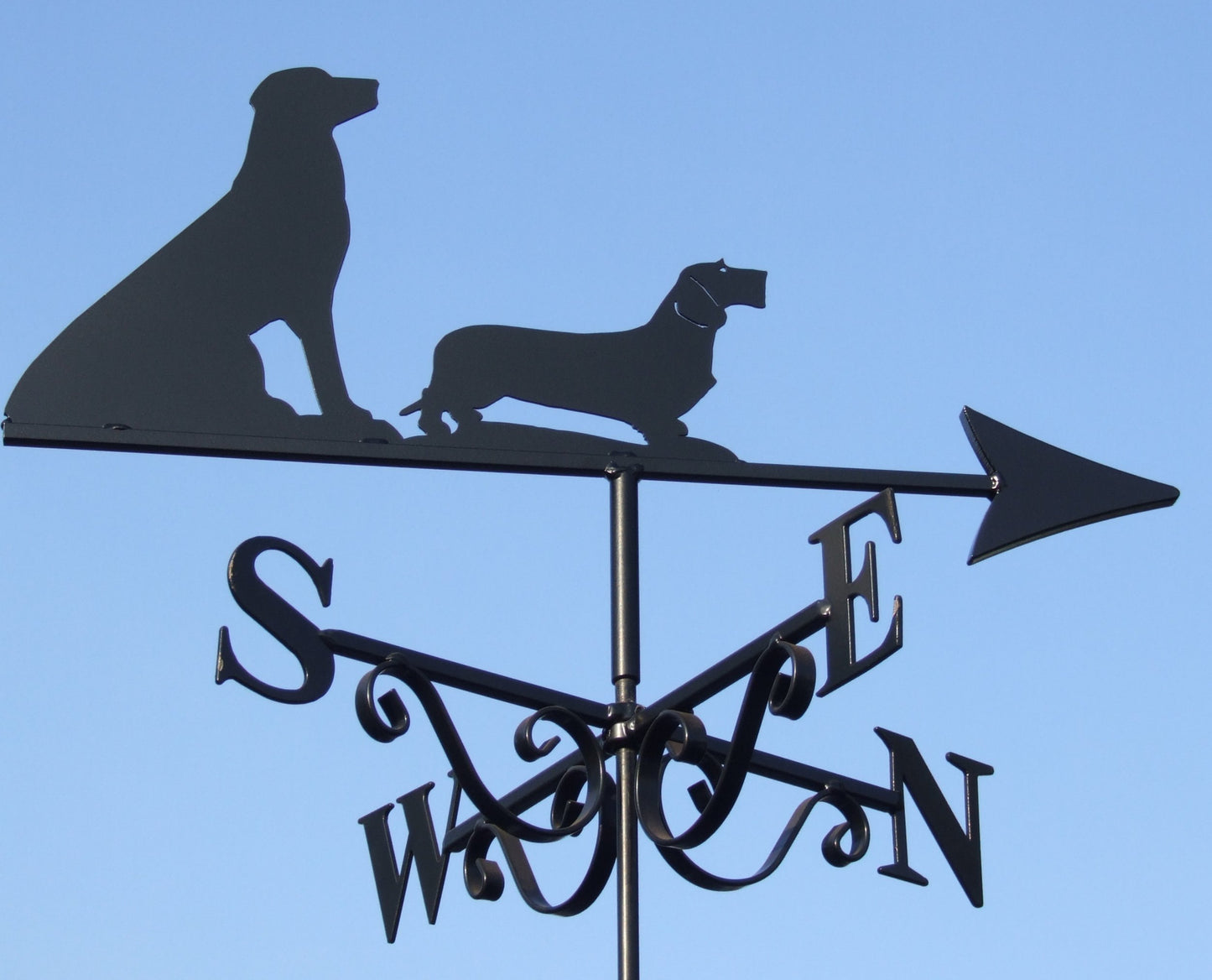 Labrador & Wire Haired Dachshund