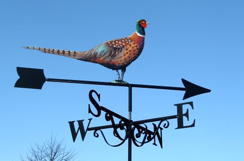 Pheasant Artist Painted