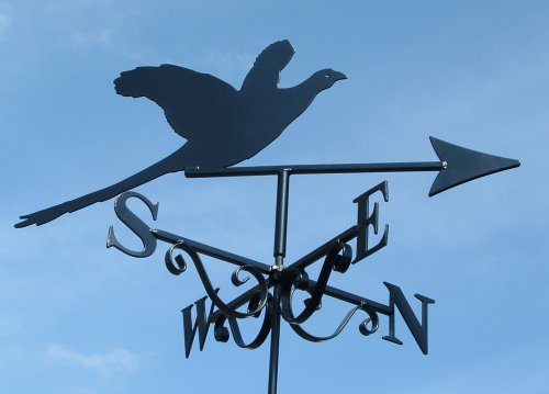 Pheasant Flying