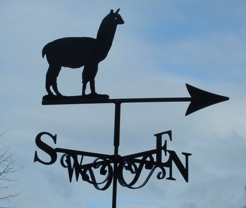 Alpaca