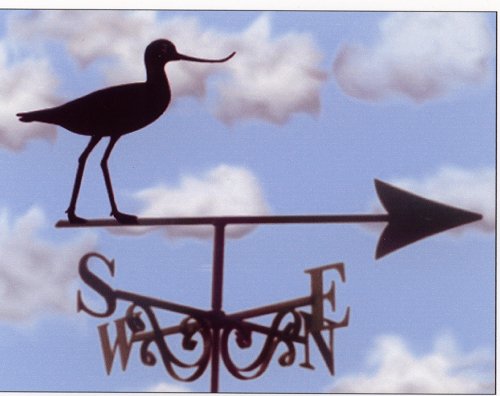 Avocet