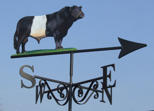Galloway Bull Artist Painted