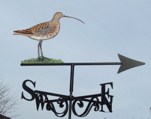 Curlew Artist Painted
