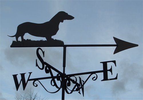 Dachshund