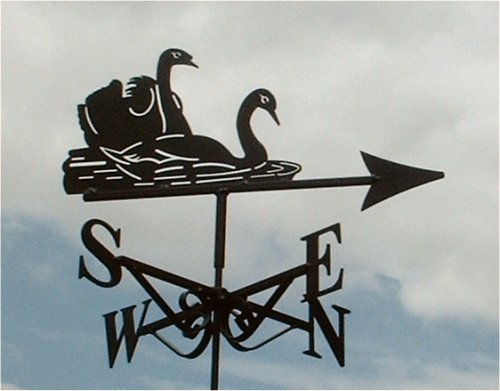 Swans